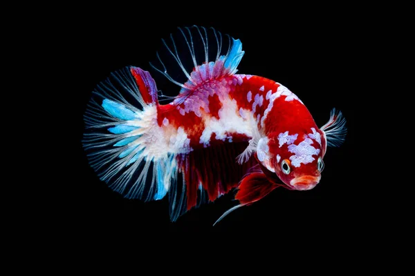 Beta-Fische kämpfen im Aquarium — Stockfoto