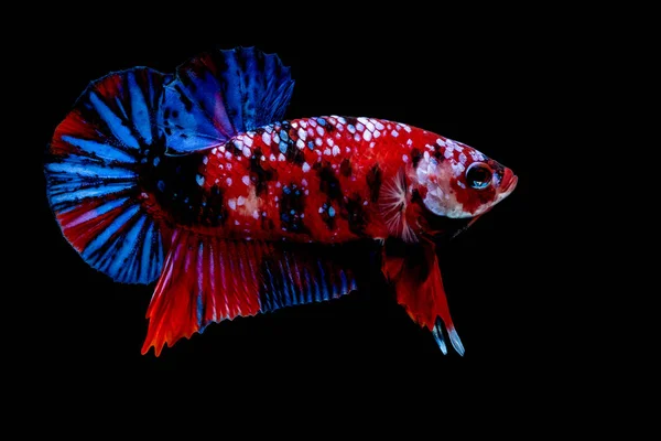 Betta fish Luta no aquário — Fotografia de Stock