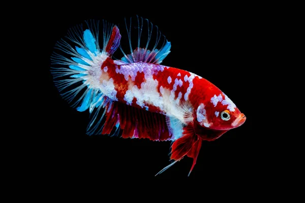 Betta fish Lotta in acquario — Foto Stock