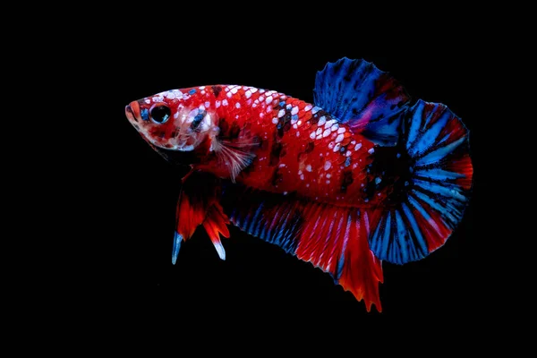 Betta fisk slåss i akvariet — Stockfoto