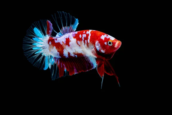 Betta poisson Lutte dans l'aquarium — Photo