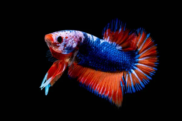 Ikan Betta Bertarung di akuarium — Stok Foto