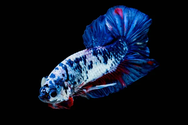 Beta-Fische kämpfen im Aquarium — Stockfoto