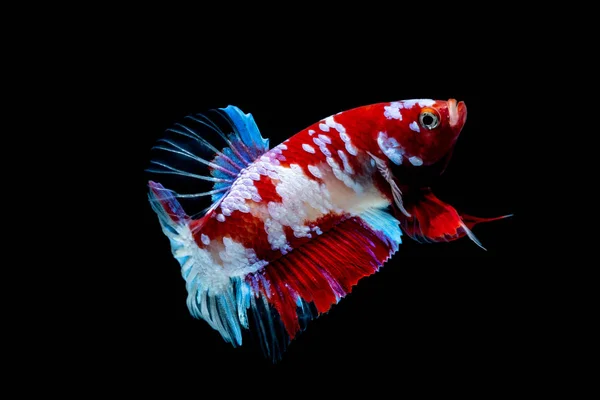 Betta poisson Lutte dans l'aquarium — Photo