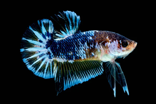 Betta vis vechten in het aquarium — Stockfoto