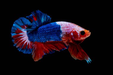 İçinde belgili tanımlık akvaryum daha iyi balık mücadele