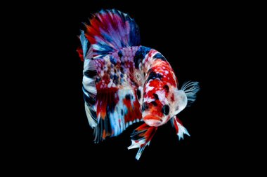 İçinde belgili tanımlık akvaryum daha iyi balık mücadele