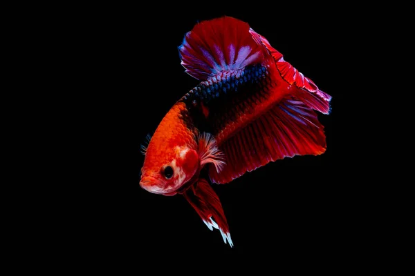 Betta fisk slåss i akvariet — Stockfoto