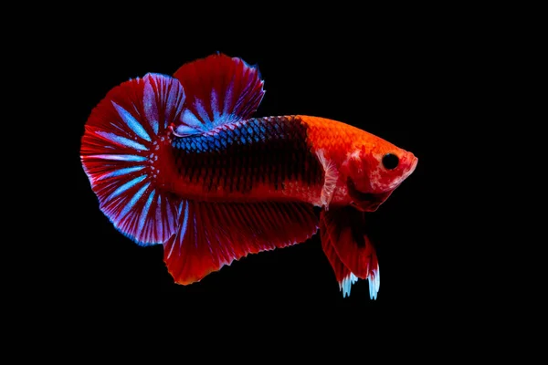 Betta peces Lucha en el acuario —  Fotos de Stock