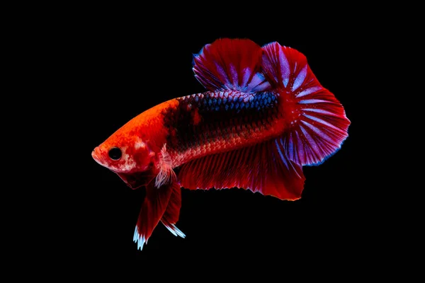 Betta 鱼在水族馆里打架 — 图库照片