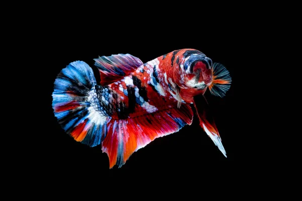 Betta fish Luta no aquário — Fotografia de Stock