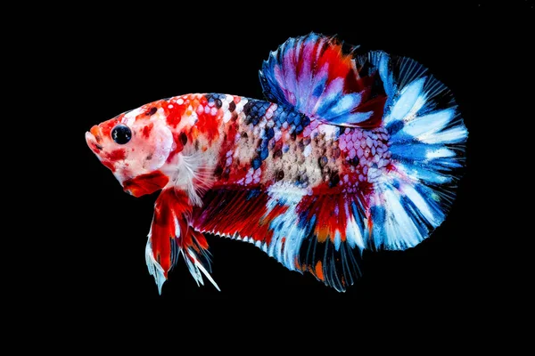 Ikan Betta Bertarung di akuarium — Stok Foto