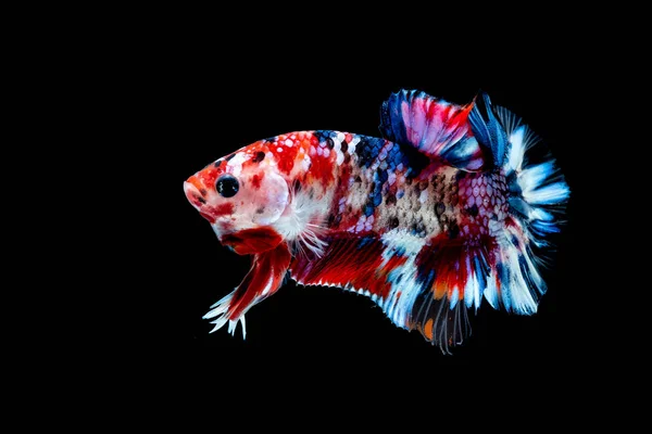 Betta peces Lucha en el acuario —  Fotos de Stock