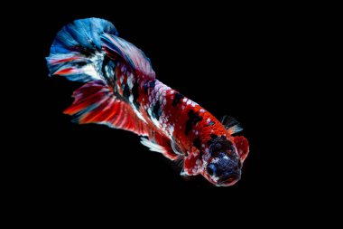 İçinde belgili tanımlık akvaryum daha iyi balık mücadele