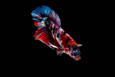 İçinde belgili tanımlık akvaryum daha iyi balık mücadele