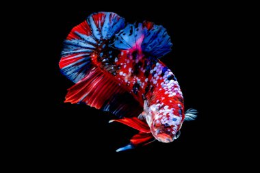 İçinde belgili tanımlık akvaryum daha iyi balık mücadele