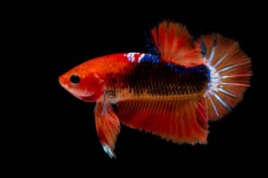 İçinde belgili tanımlık akvaryum daha iyi balık mücadele