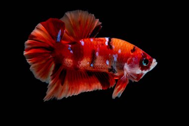 İçinde belgili tanımlık akvaryum daha iyi balık mücadele