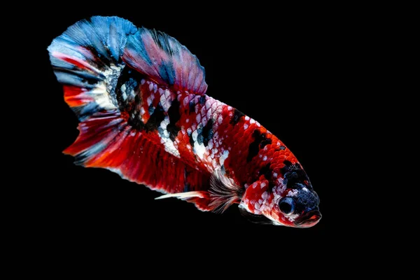 Beta-Fische kämpfen im Aquarium — Stockfoto