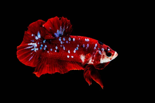 Betta fisk slåss i akvariet — Stockfoto