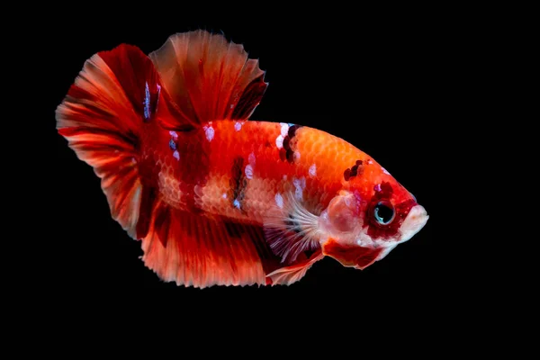 Betta poisson Lutte dans l'aquarium — Photo