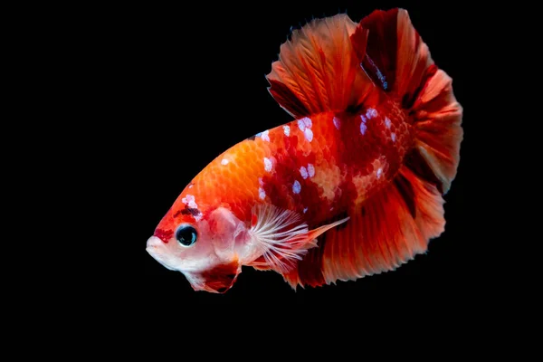 Betta poisson Lutte dans l'aquarium — Photo