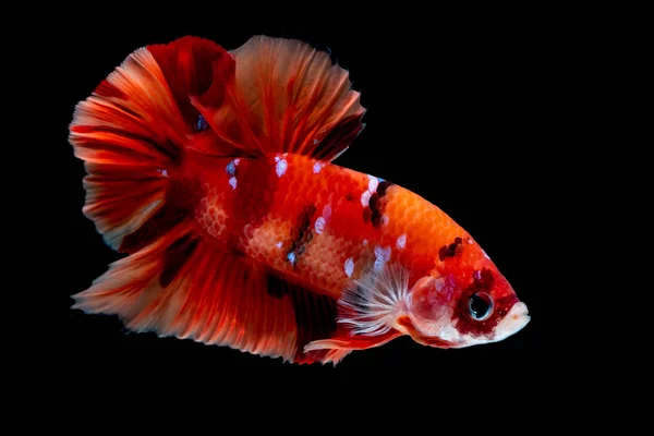 Betta fish Fight in the aquarium — Stock Photo, Image