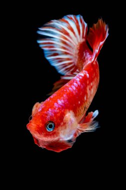 İçinde belgili tanımlık akvaryum daha iyi balık mücadele