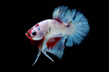 İçinde belgili tanımlık akvaryum daha iyi balık mücadele