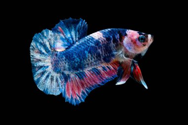 İçinde belgili tanımlık akvaryum daha iyi balık mücadele