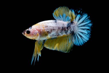 İçinde belgili tanımlık akvaryum daha iyi balık mücadele