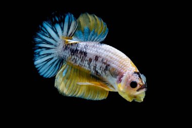 İçinde belgili tanımlık akvaryum daha iyi balık mücadele