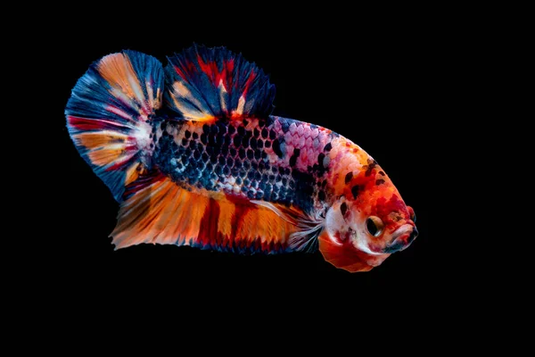 Betta poisson Lutte dans l'aquarium — Photo