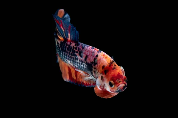 Betta fish Lotta in acquario — Foto Stock