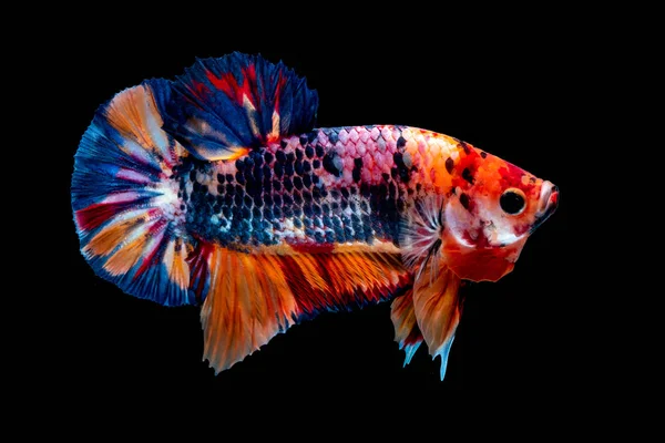 Ikan Betta Bertarung di akuarium — Stok Foto