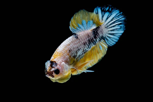 Betta vis vechten in het aquarium — Stockfoto