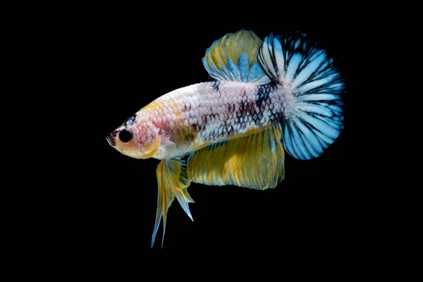 Betta vis vechten in het aquarium — Stockfoto