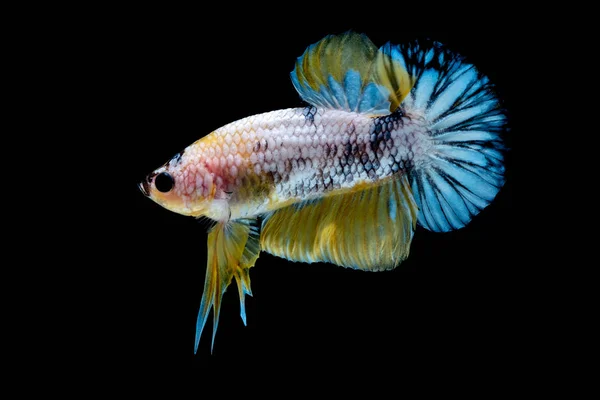 Betta 鱼在水族馆里打架 — 图库照片