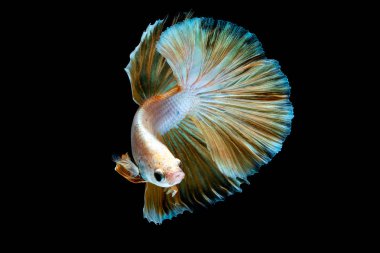 İçinde belgili tanımlık akvaryum daha iyi balık mücadele 