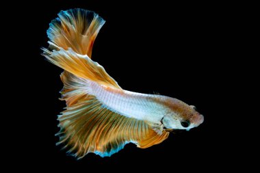 İçinde belgili tanımlık akvaryum daha iyi balık mücadele 