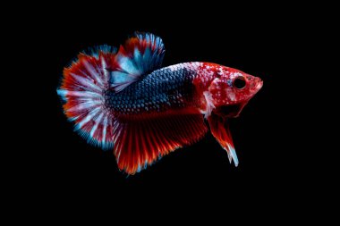 İçinde belgili tanımlık akvaryum daha iyi balık mücadele 