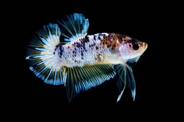 İçinde belgili tanımlık akvaryum daha iyi balık mücadele 