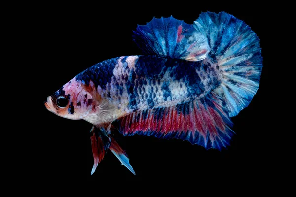 Betta fish Luta no aquário — Fotografia de Stock