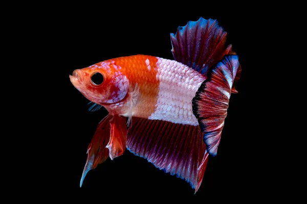 Betta fish Luta no aquário — Fotografia de Stock