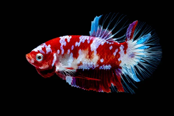 Betta vis vechten in het aquarium — Stockfoto