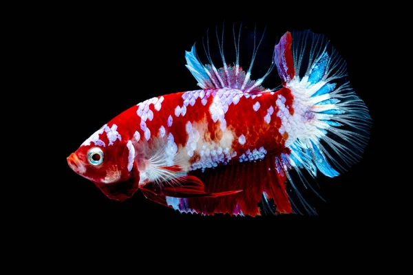 Betta peces Lucha en el acuario —  Fotos de Stock