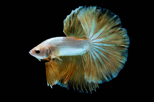 Betta fish Luta no aquário — Fotografia de Stock