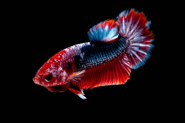 Betta poisson Lutte dans l'aquarium — Photo