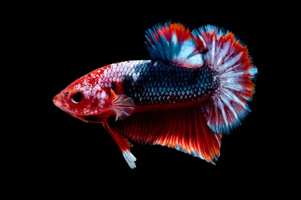 Ikan Betta Bertarung di akuarium — Stok Foto