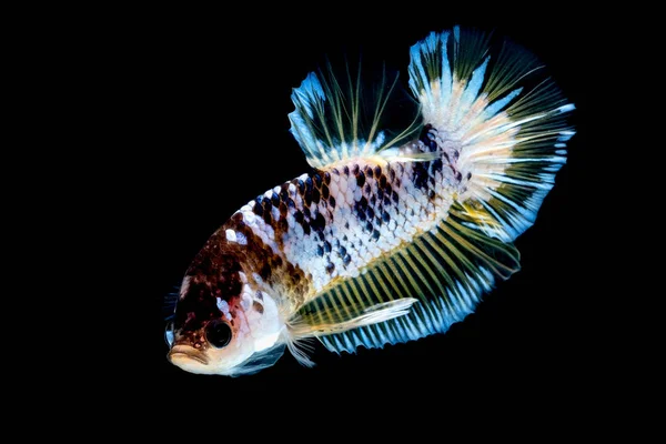 Рыба-бетта в акватории — стоковое фото